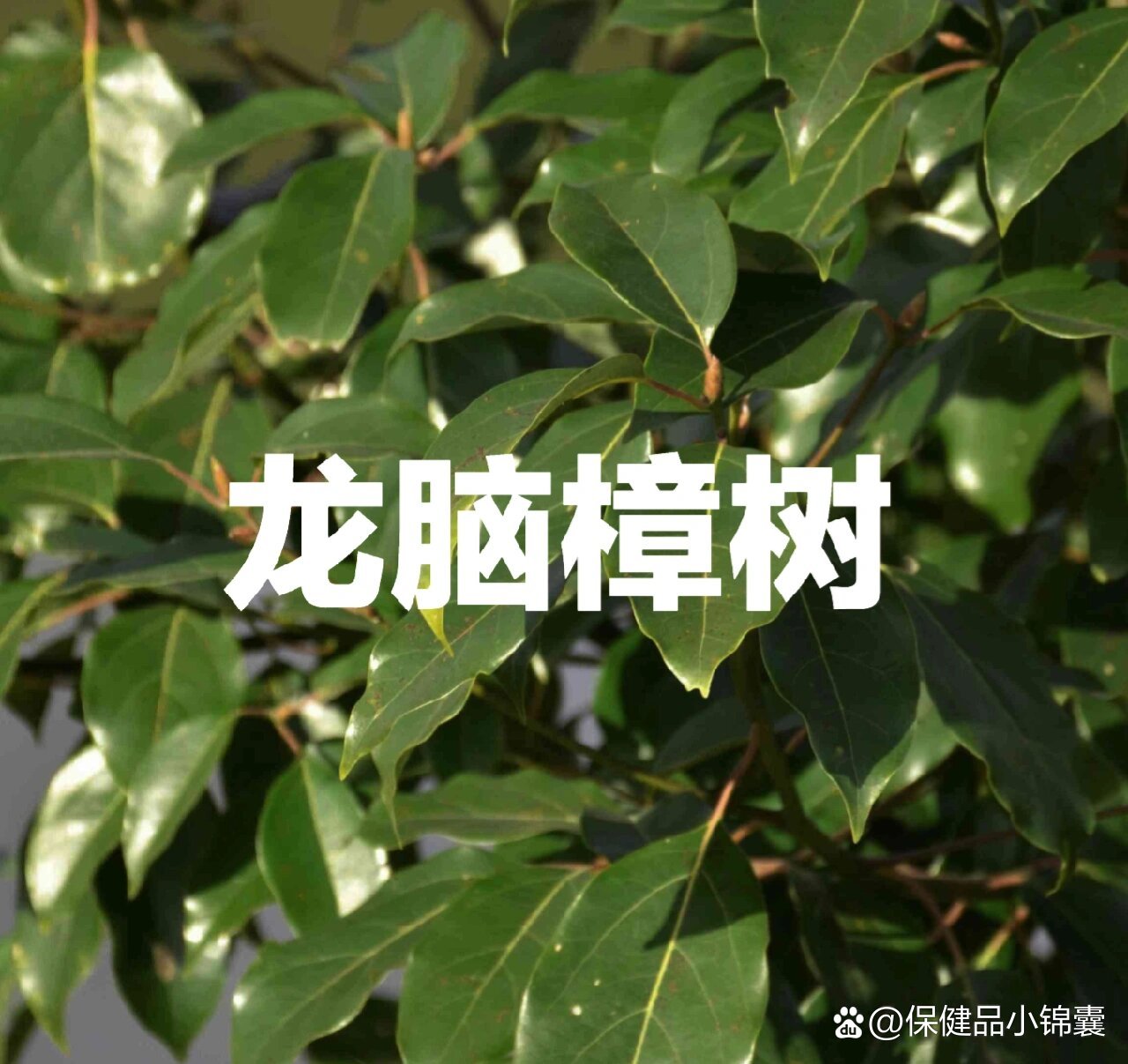 广西龙脑樟树种植基地图片