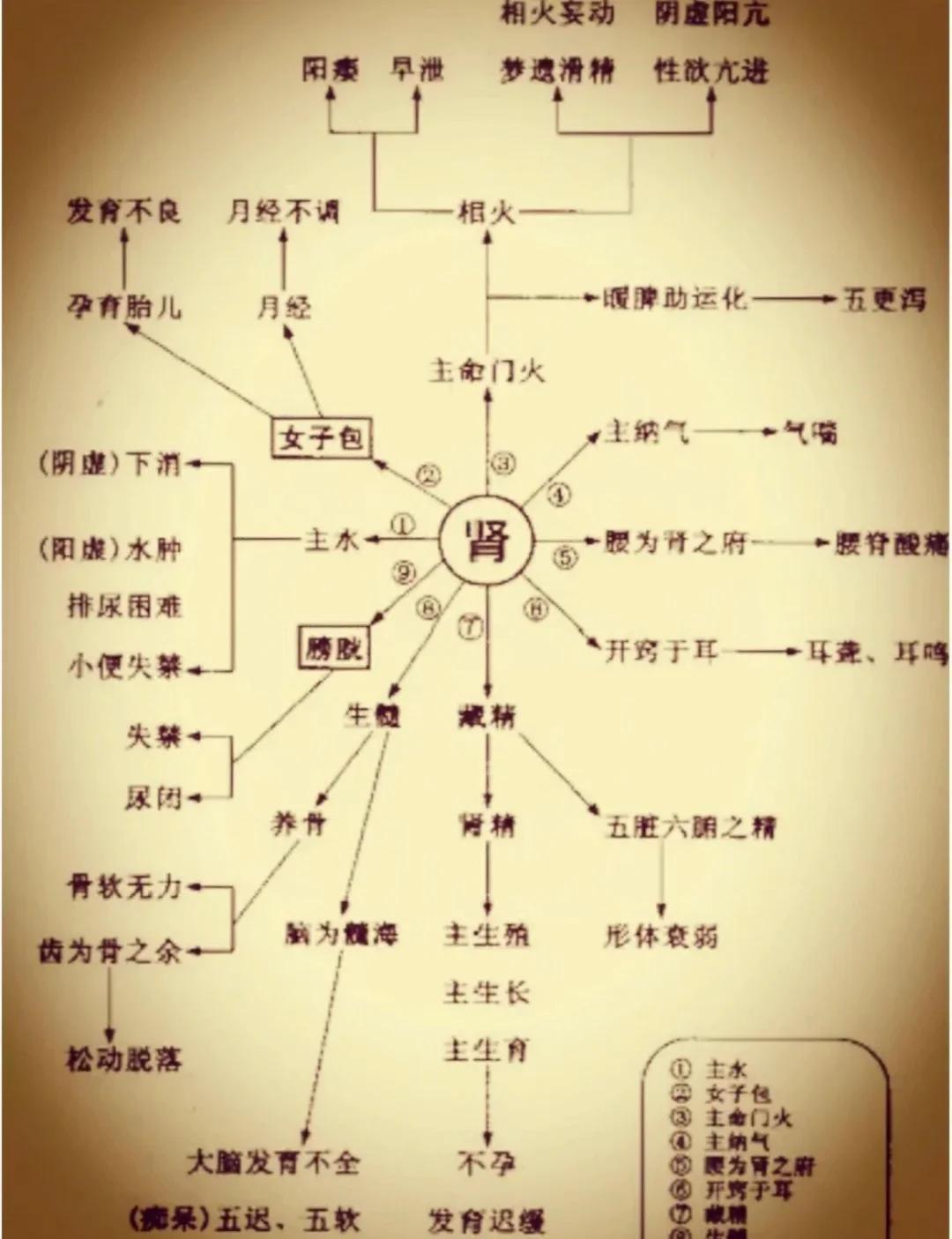 五脏六腑生理功能图解