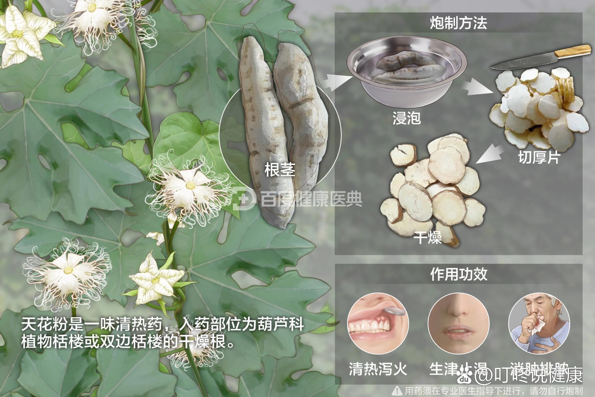天花粉