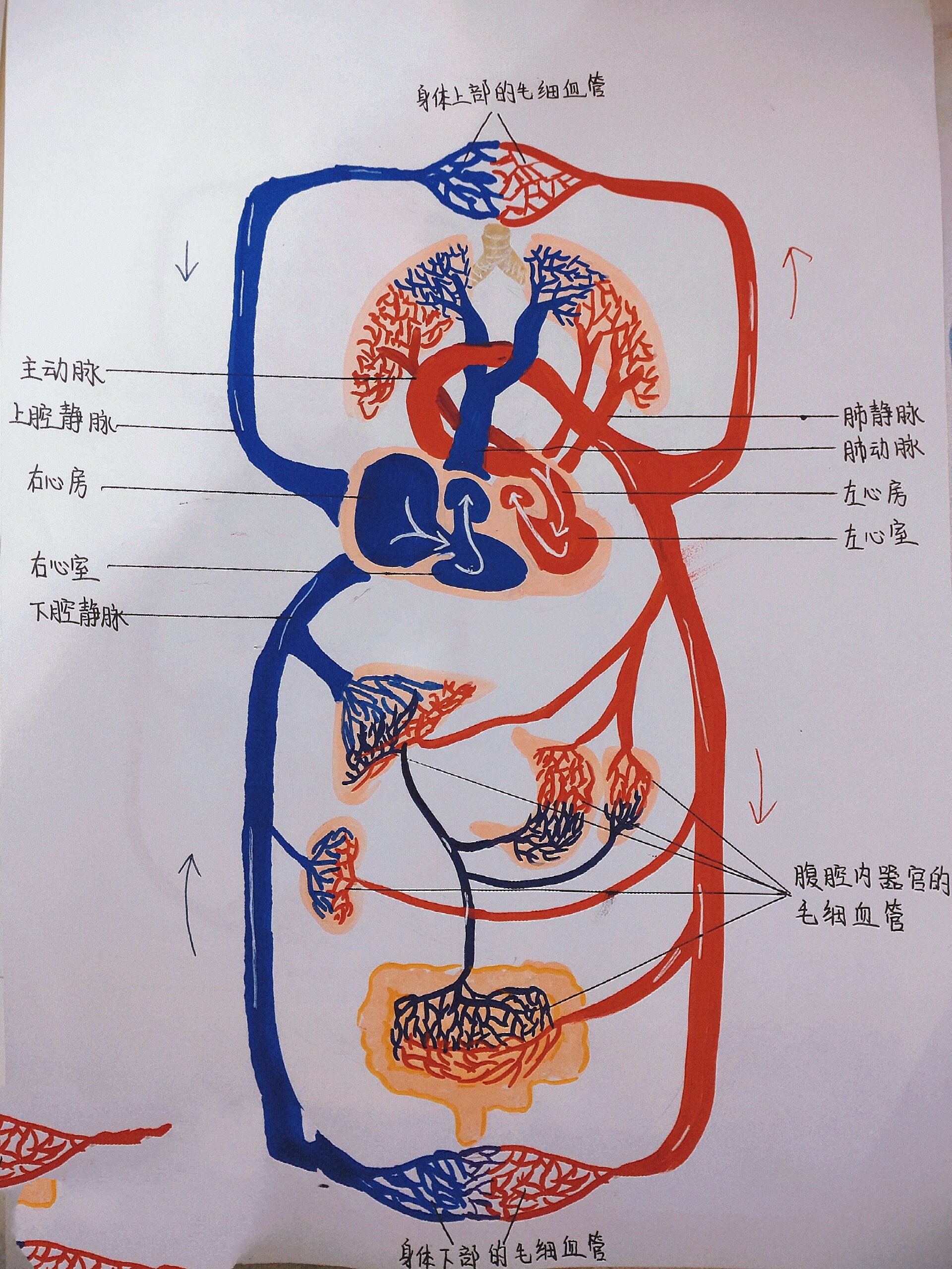 血液循环途径图
