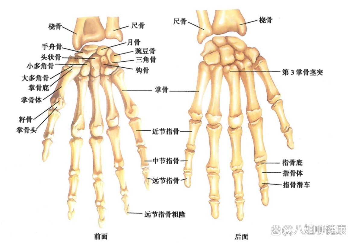 手部骨头名称图片