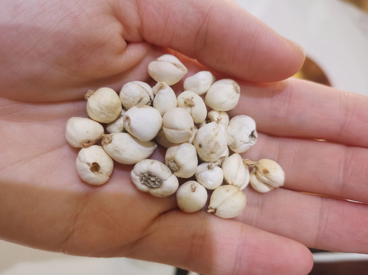 到货99野生鸡心川贝9950克一瓶92285元99颗粒饱满,正宗好品质