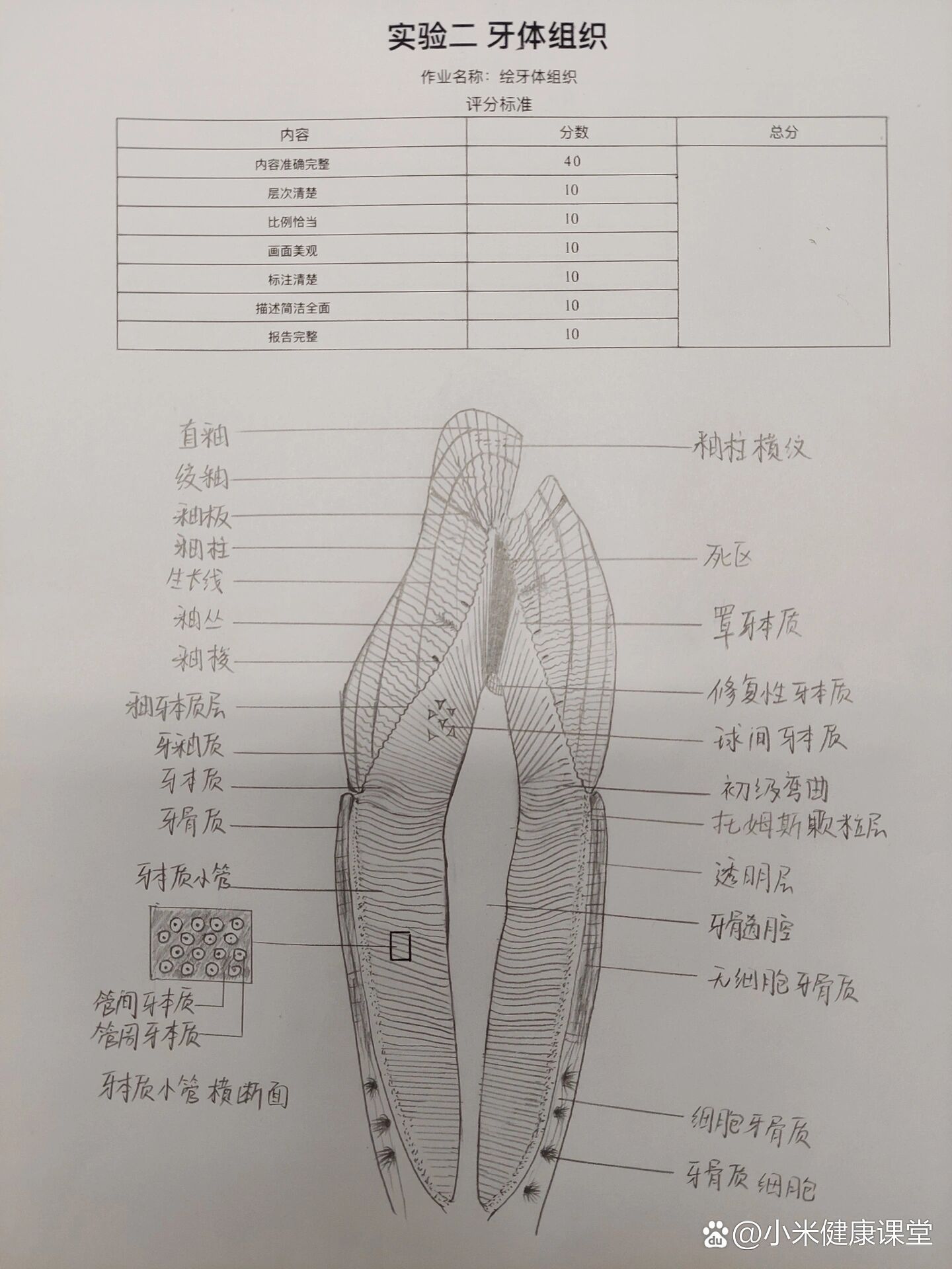 牙本质绘图图片