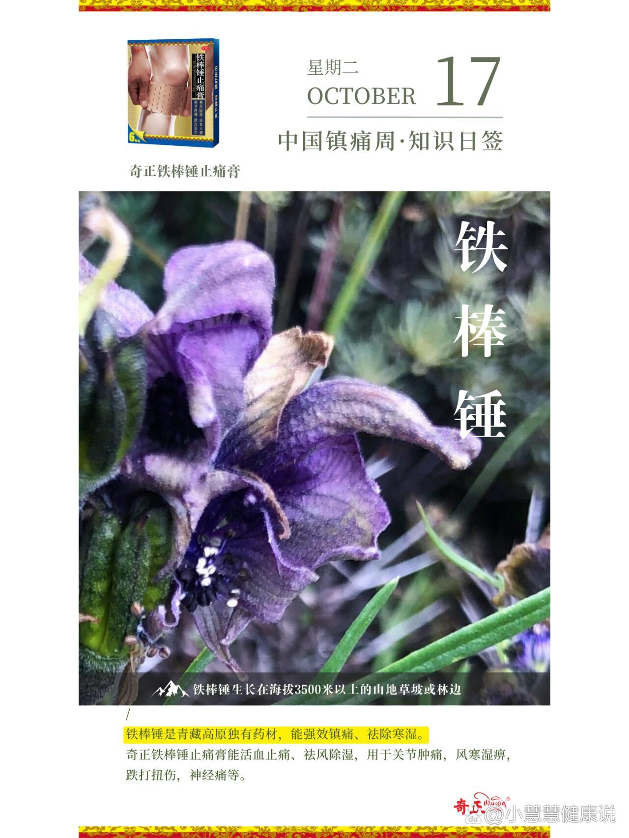 藏药材科普——铁棒锤