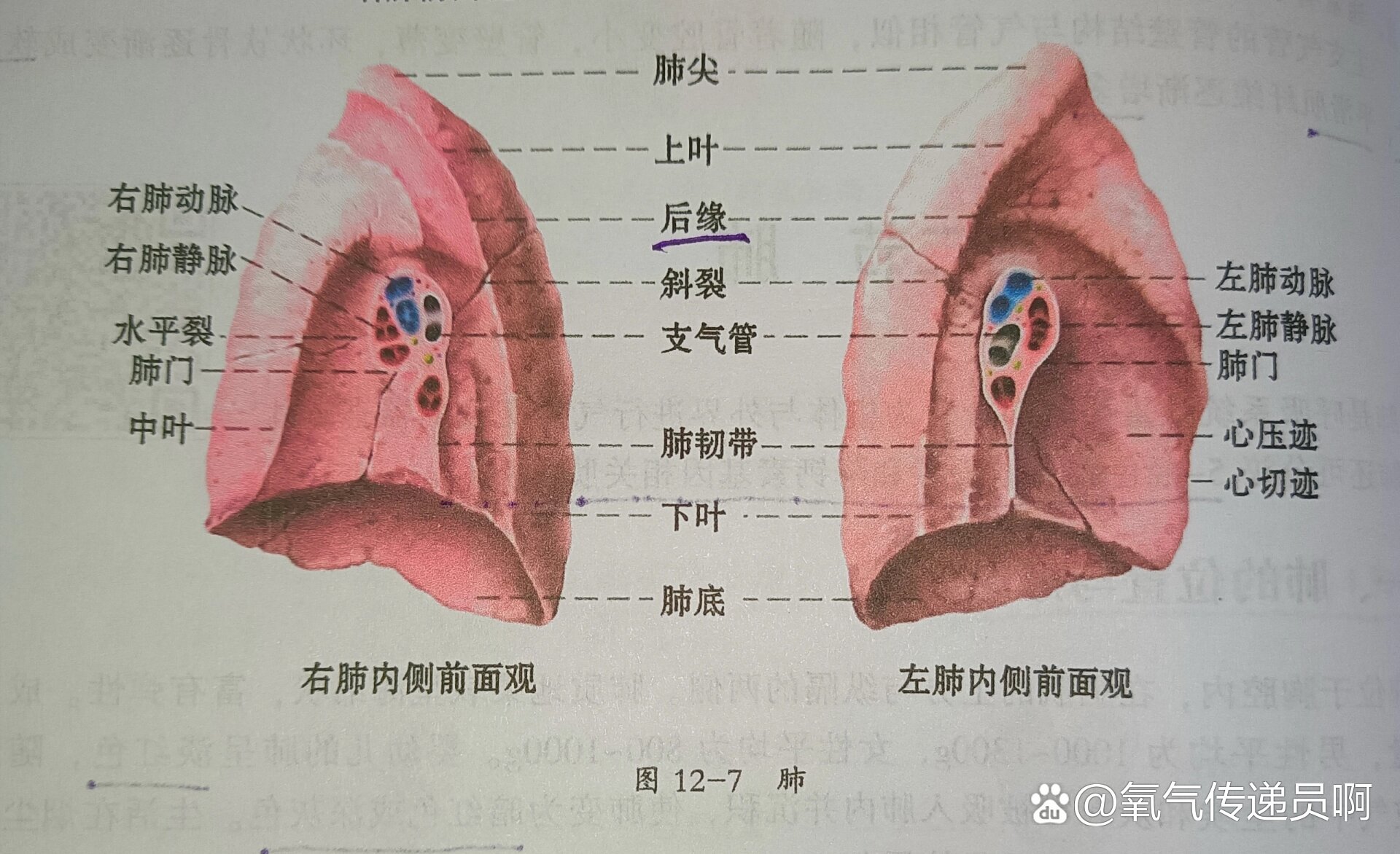 正常的肺门图片大全图片