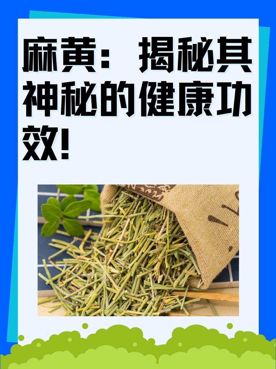 中药麻黄的功效与作用图片