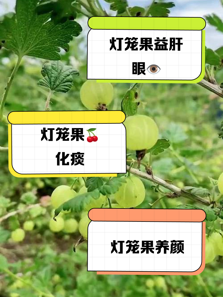 灯笼果有什么功效与作用