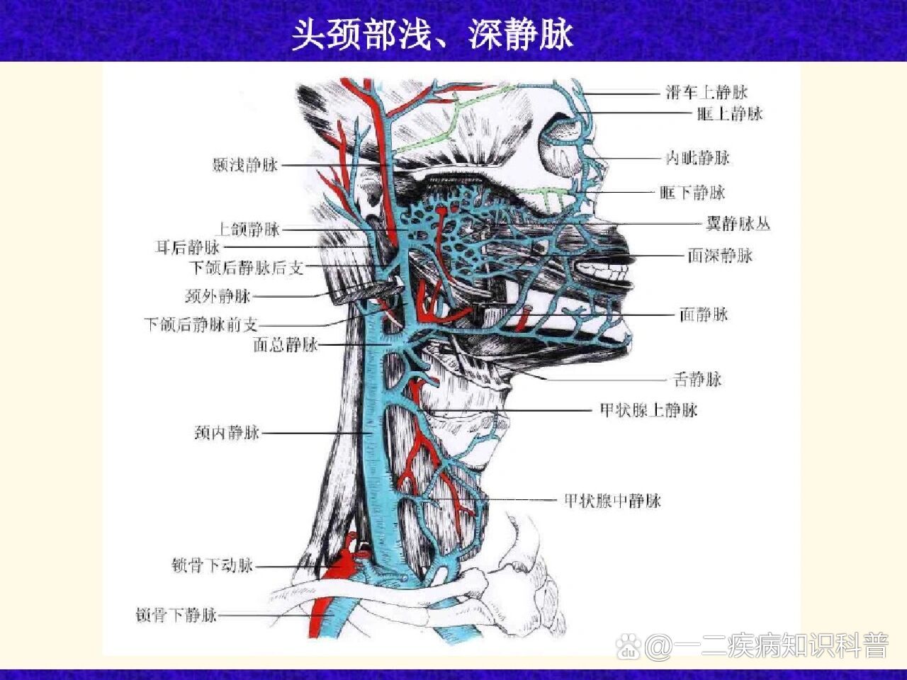 颈静脉位置示意图图片