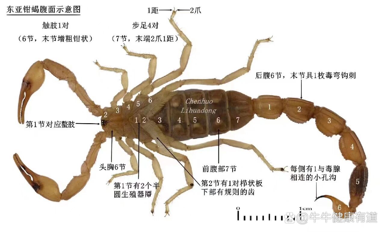 沂蒙山蝎子为啥十条腿图片