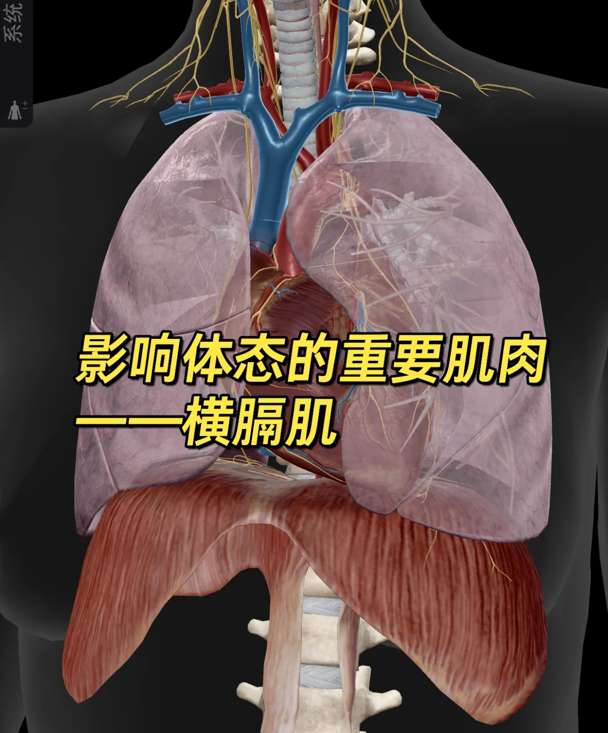 横膈肌的功能与重要性