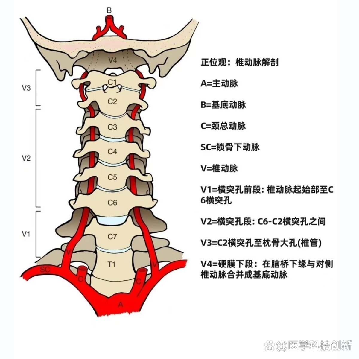 椎动脉cta解剖