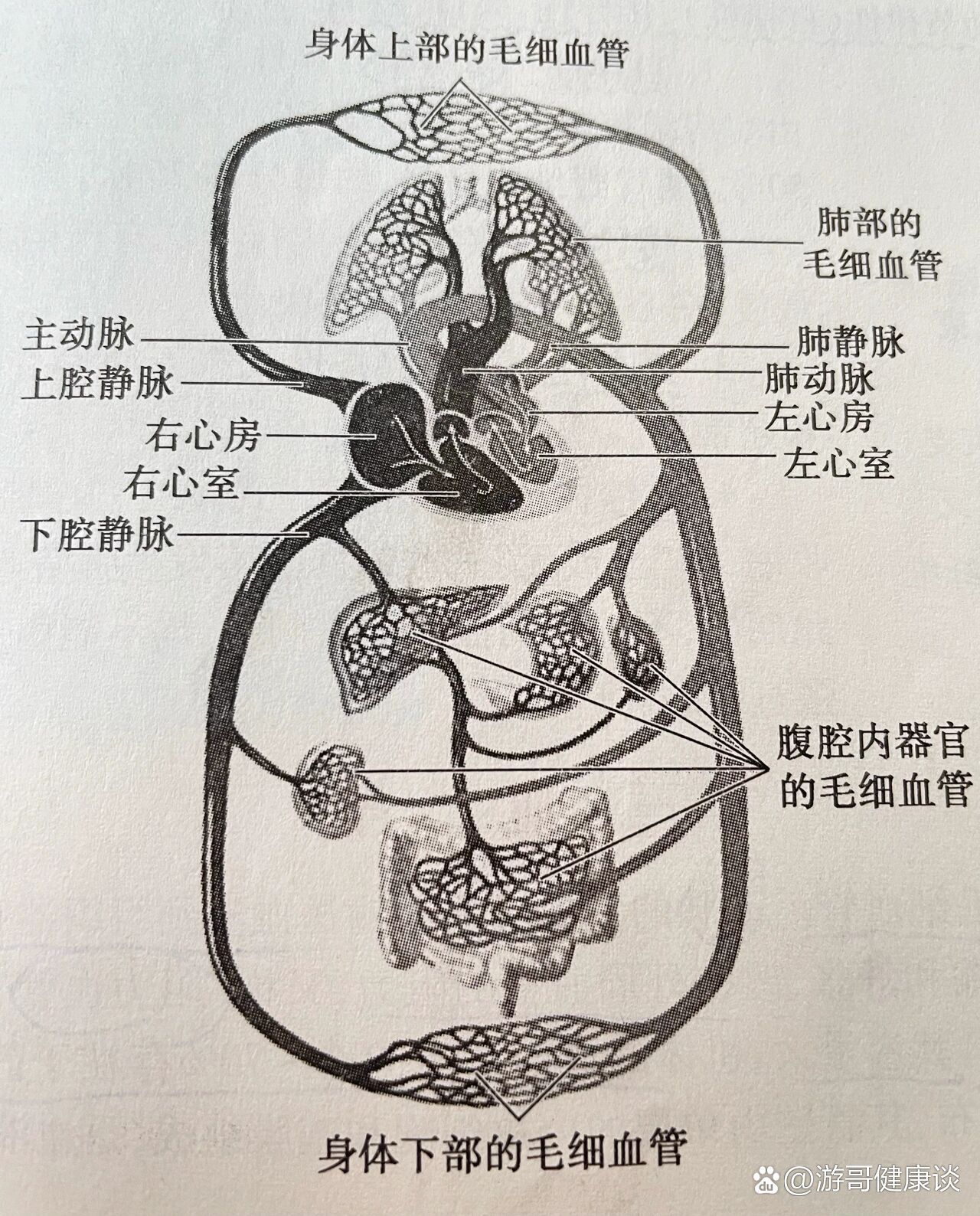 循环系统♻️