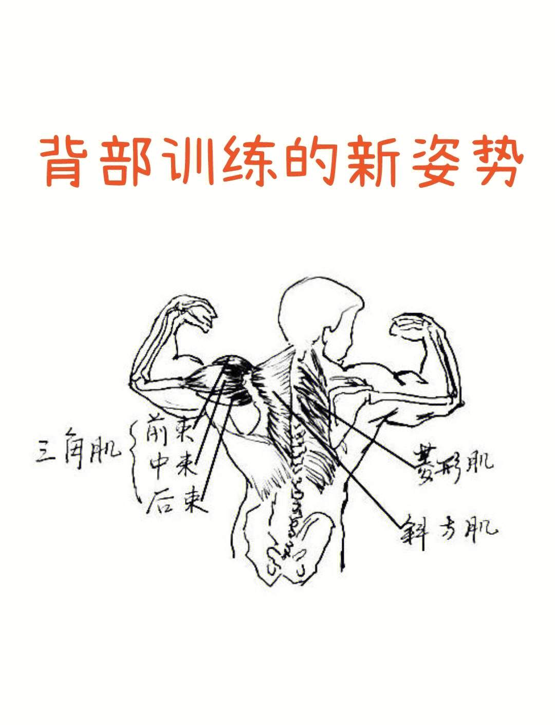 背部训练新姿势：菱形肌与背阔肌的秘密