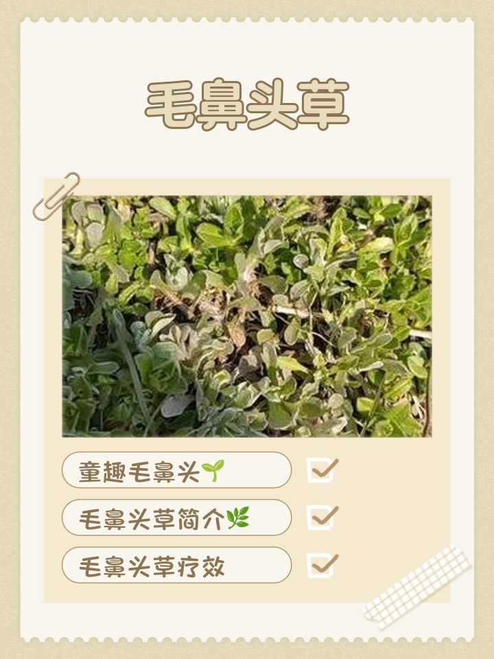毛鼻头草的记忆与功效