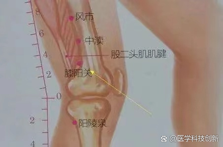 p  每日一穴 膝阳关穴 br  每日一穴 膝阳