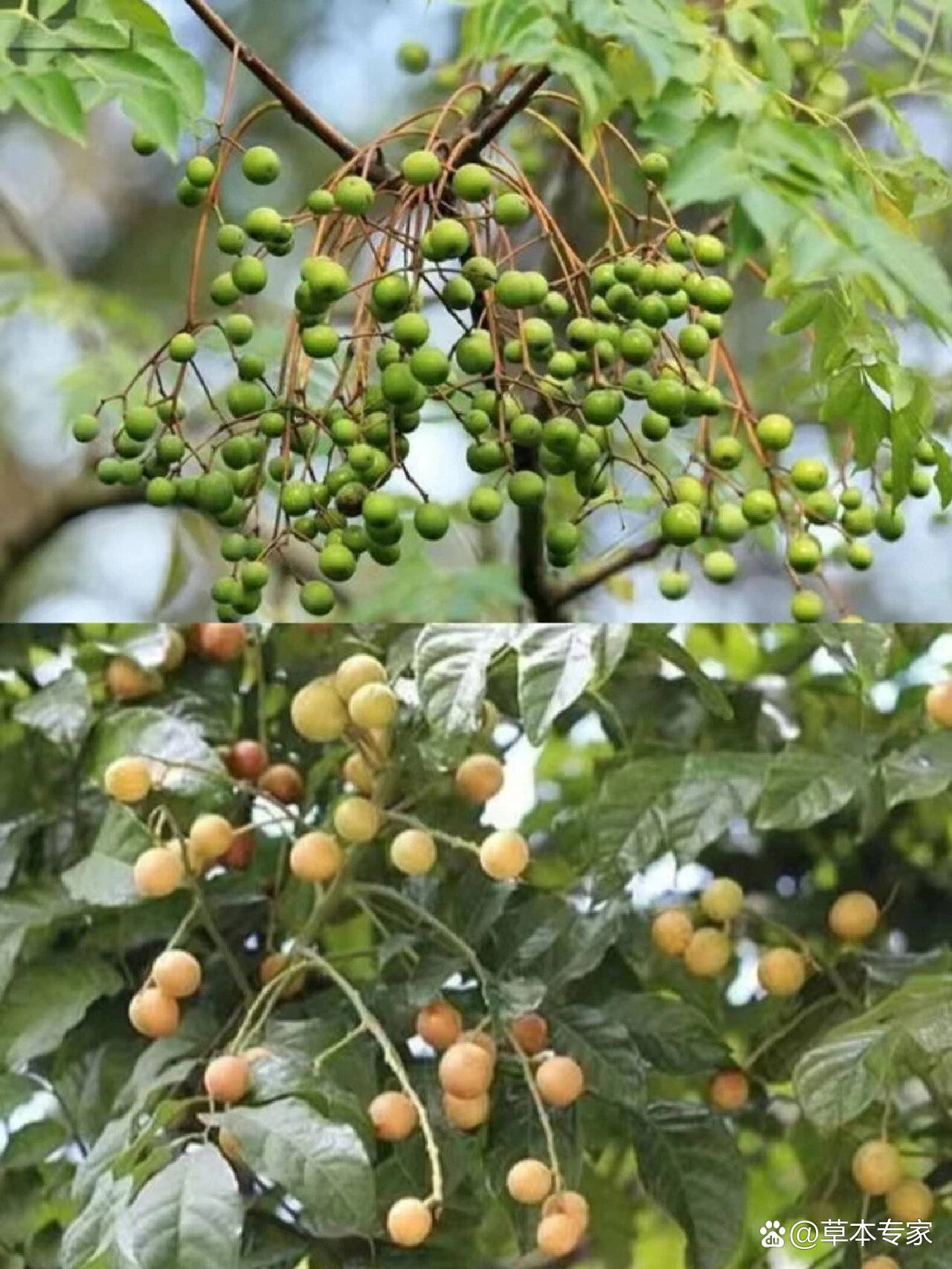 每天认识一种中草药【川楝子】92