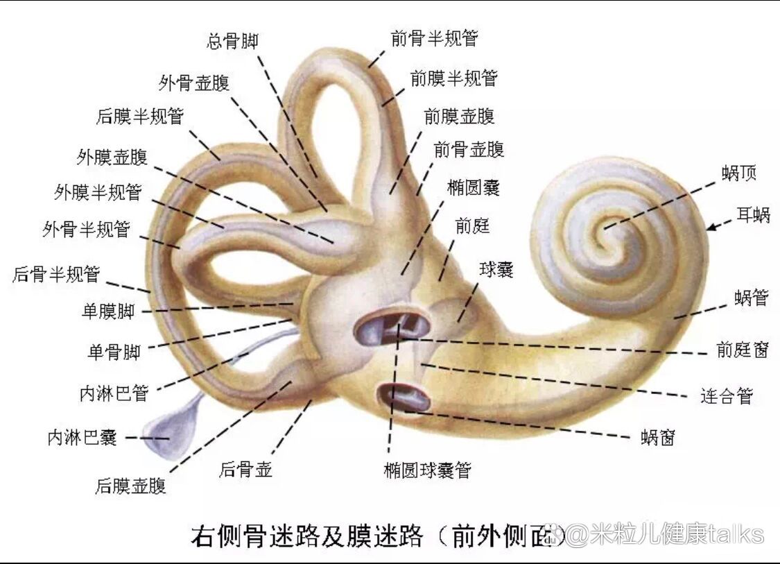 耳部解剖