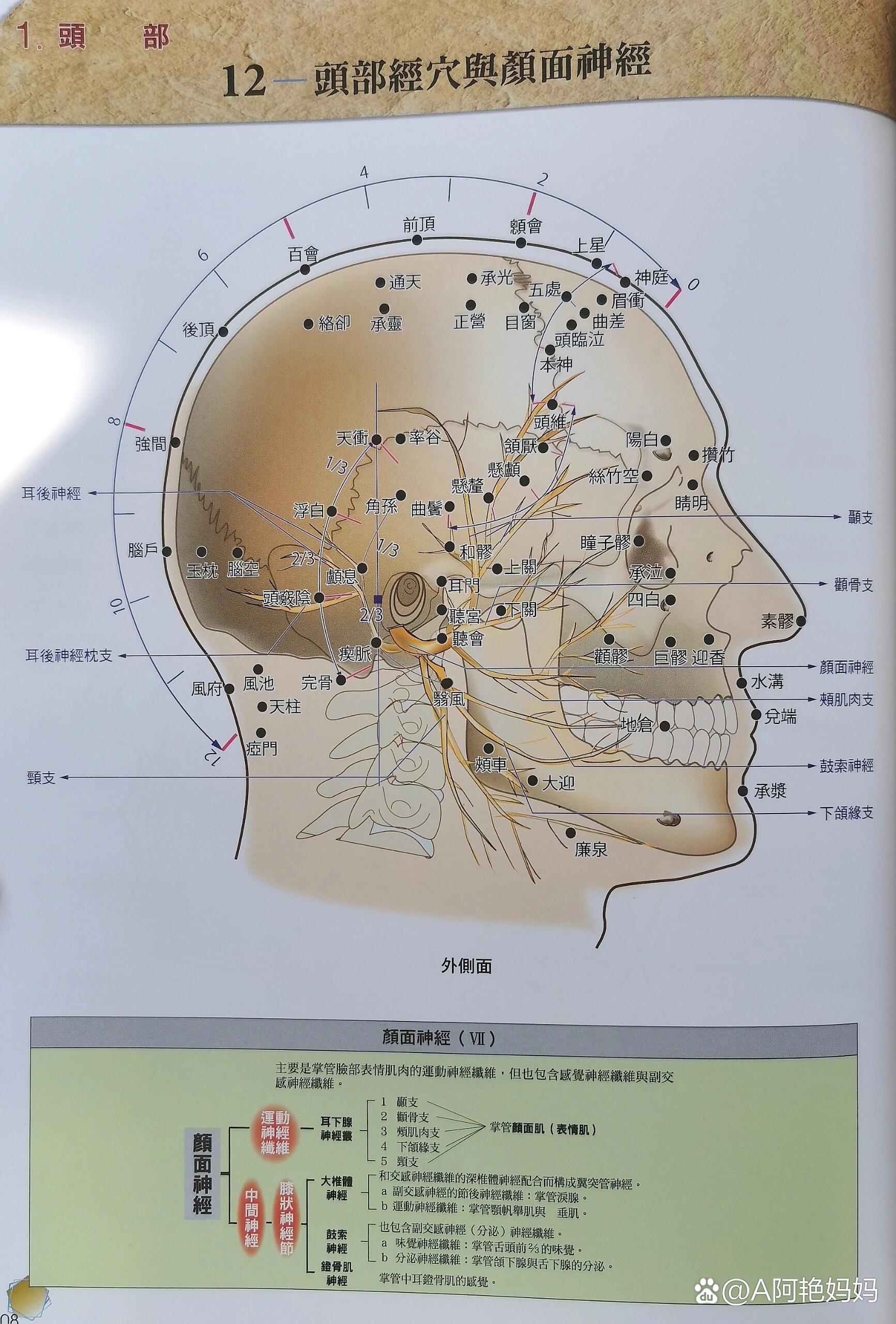 头部神经与穴位的关系