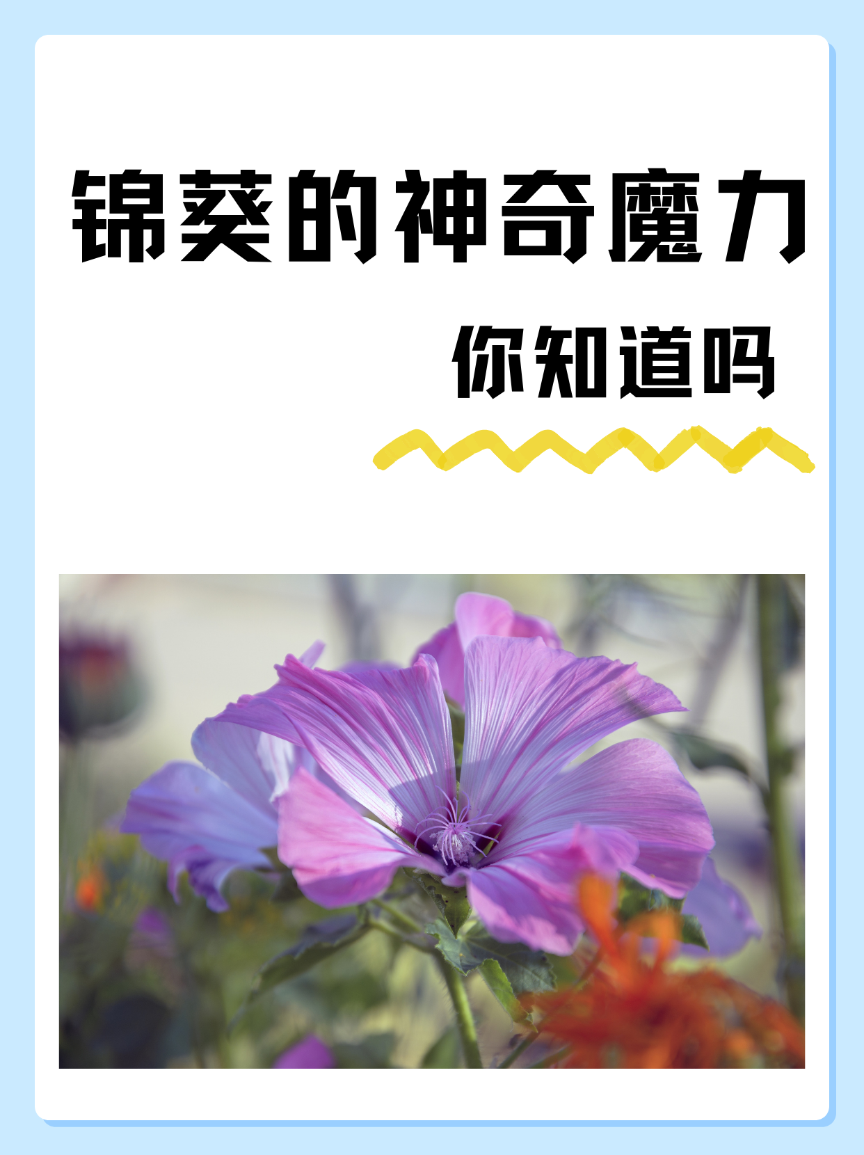 9094 /p> p>那锦葵到底有啥功效