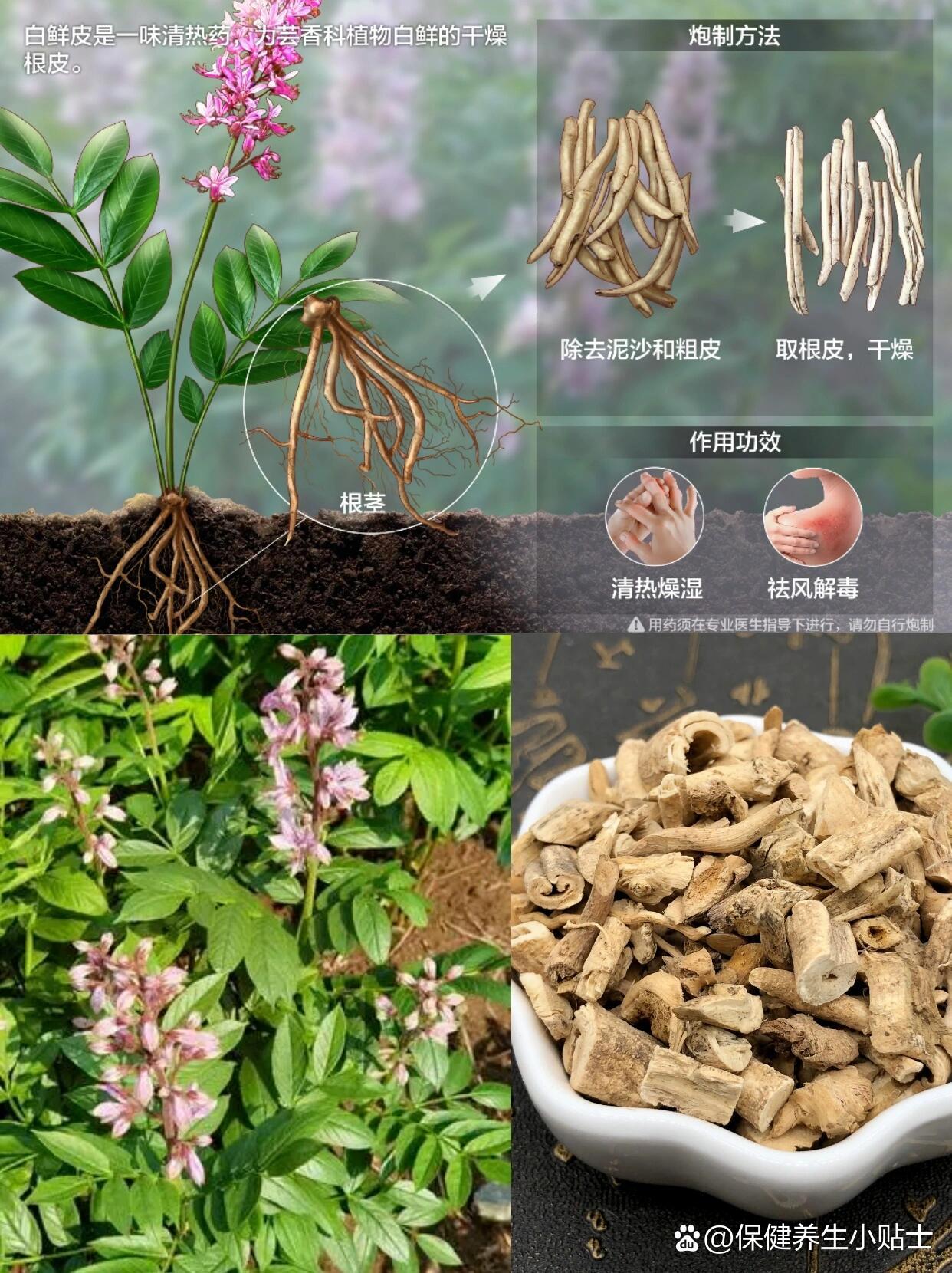 每天认识一味中草药|白鲜皮