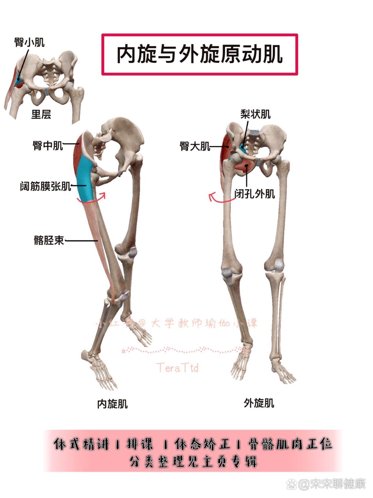 髋关节内收外展图解图片