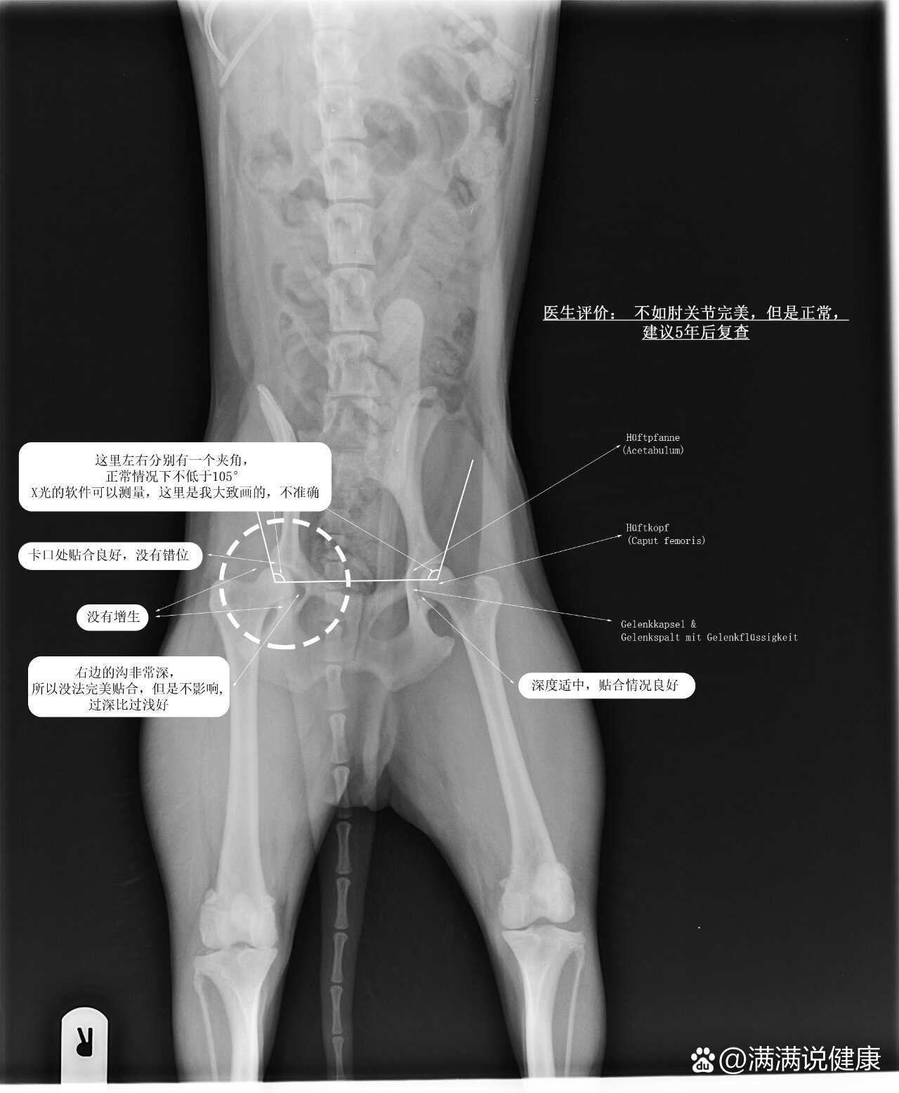 狗狗体检|如何看懂狗狗x光片