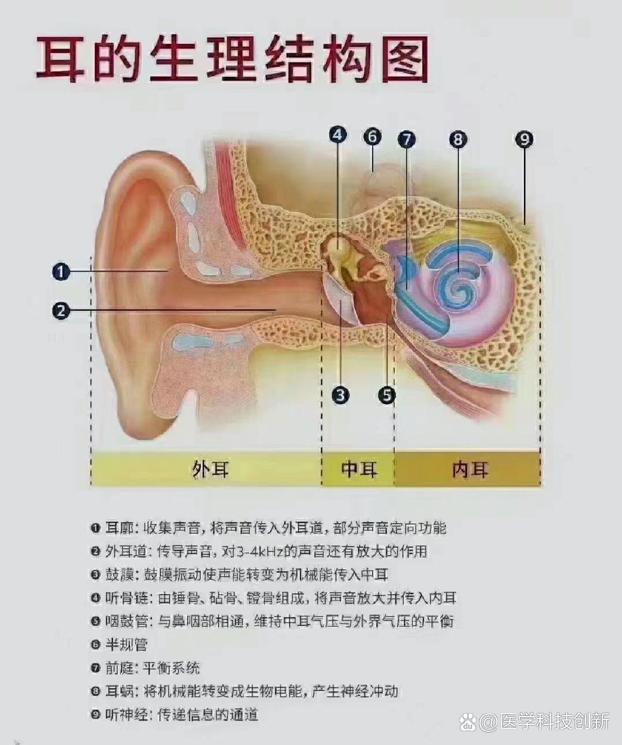 耳的结构生物书图片