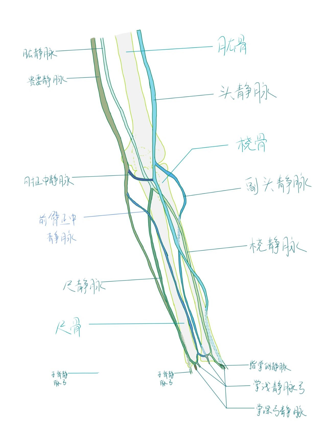 平行脉简图图片