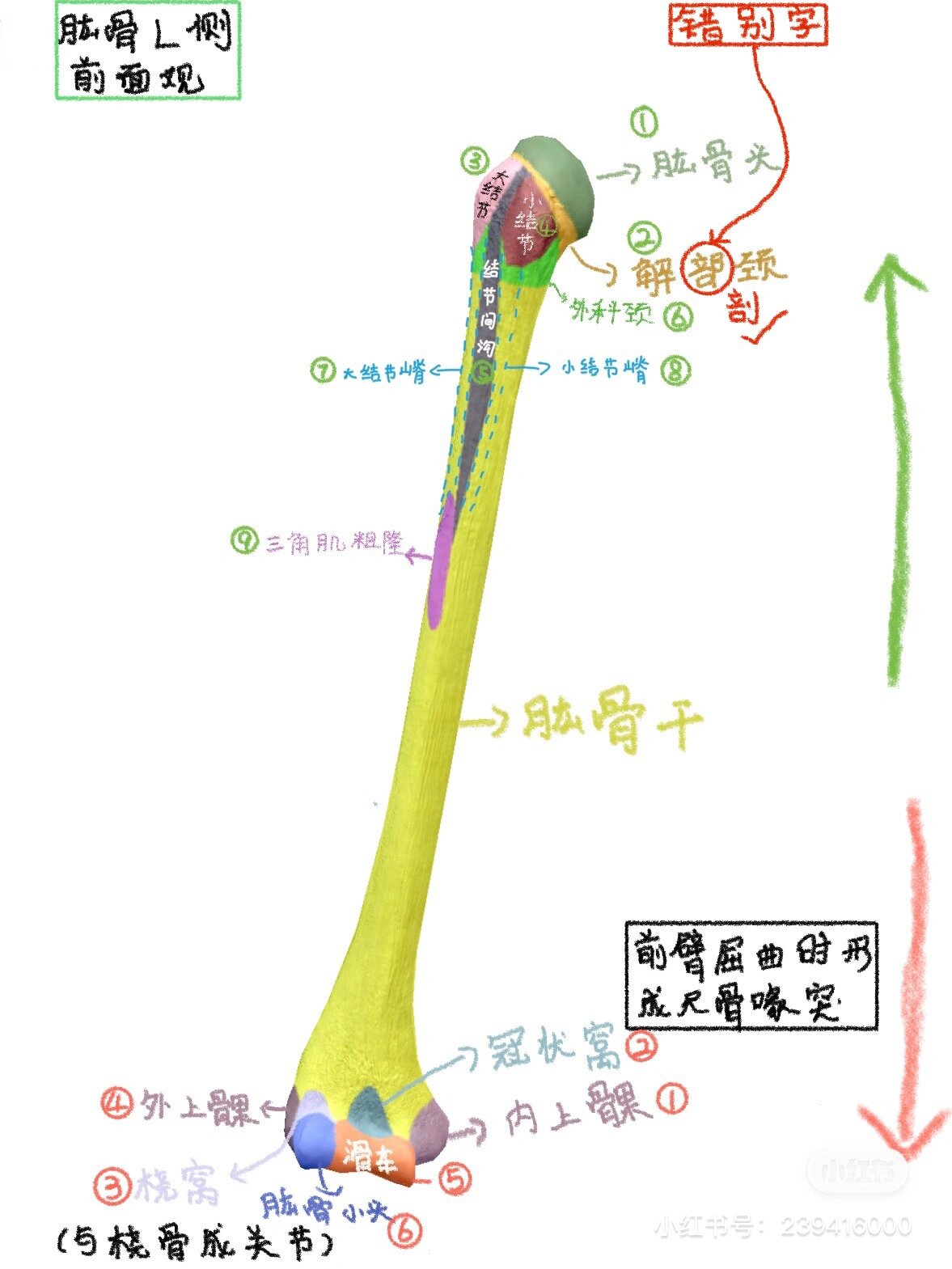 骨性标志:肱骨
