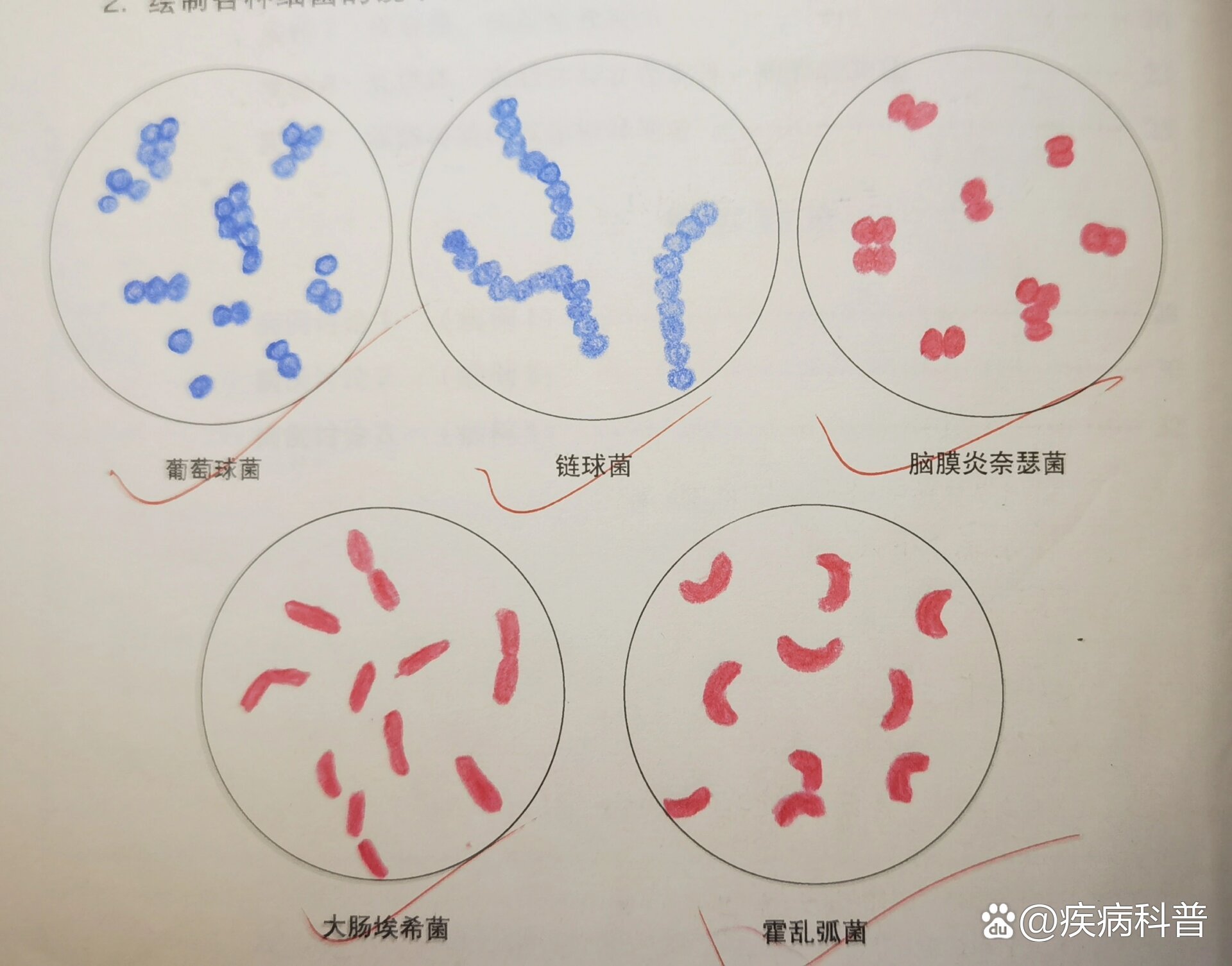 恙虫病立克次体图片图片