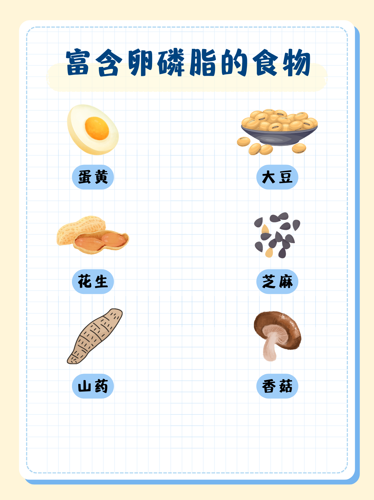 卵磷脂的功效与作用