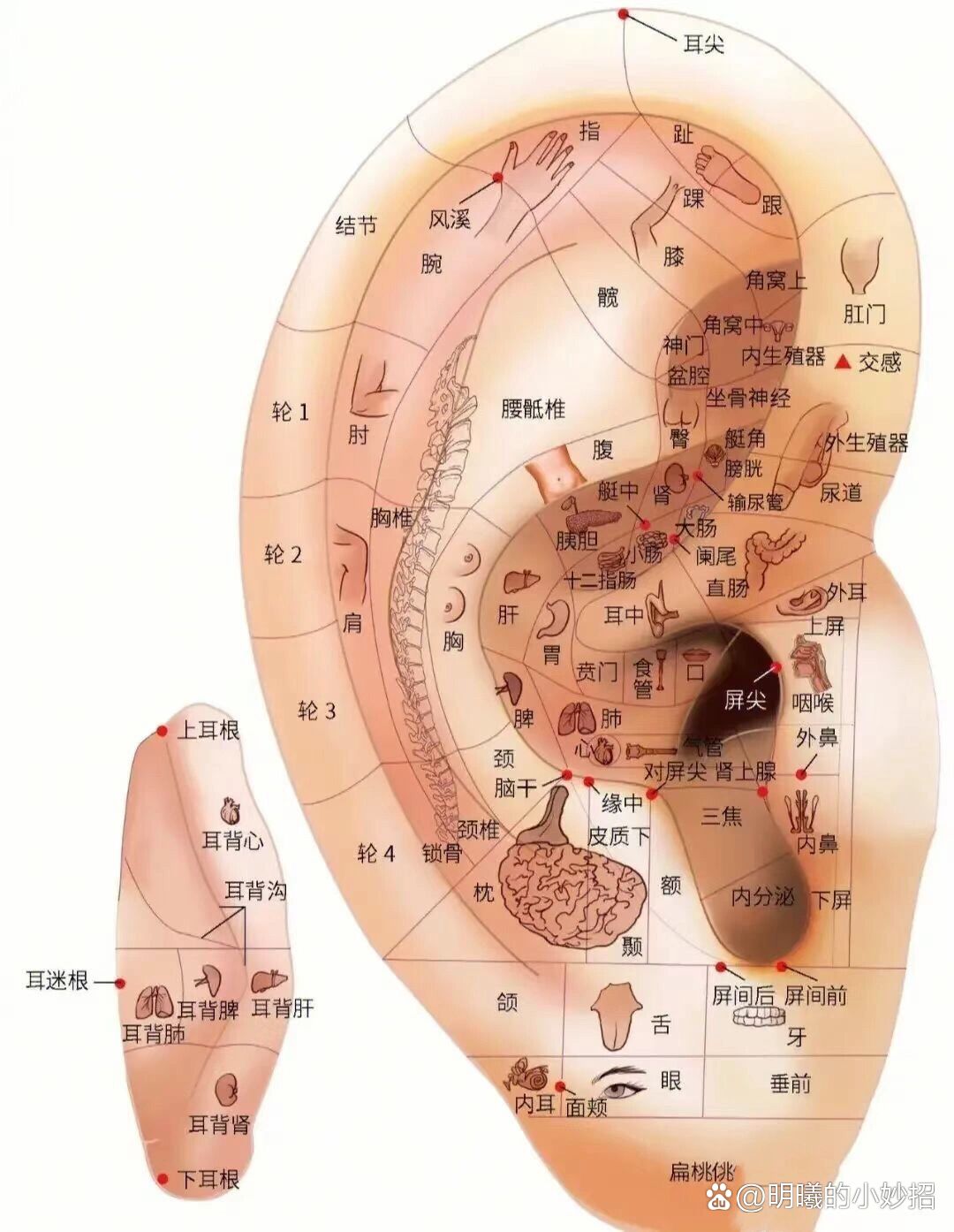 五个听诊区位置图片图片