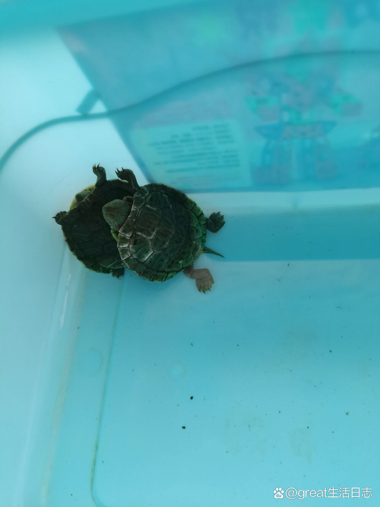 小乌龟龟壳发白,还变软了,怎么办?