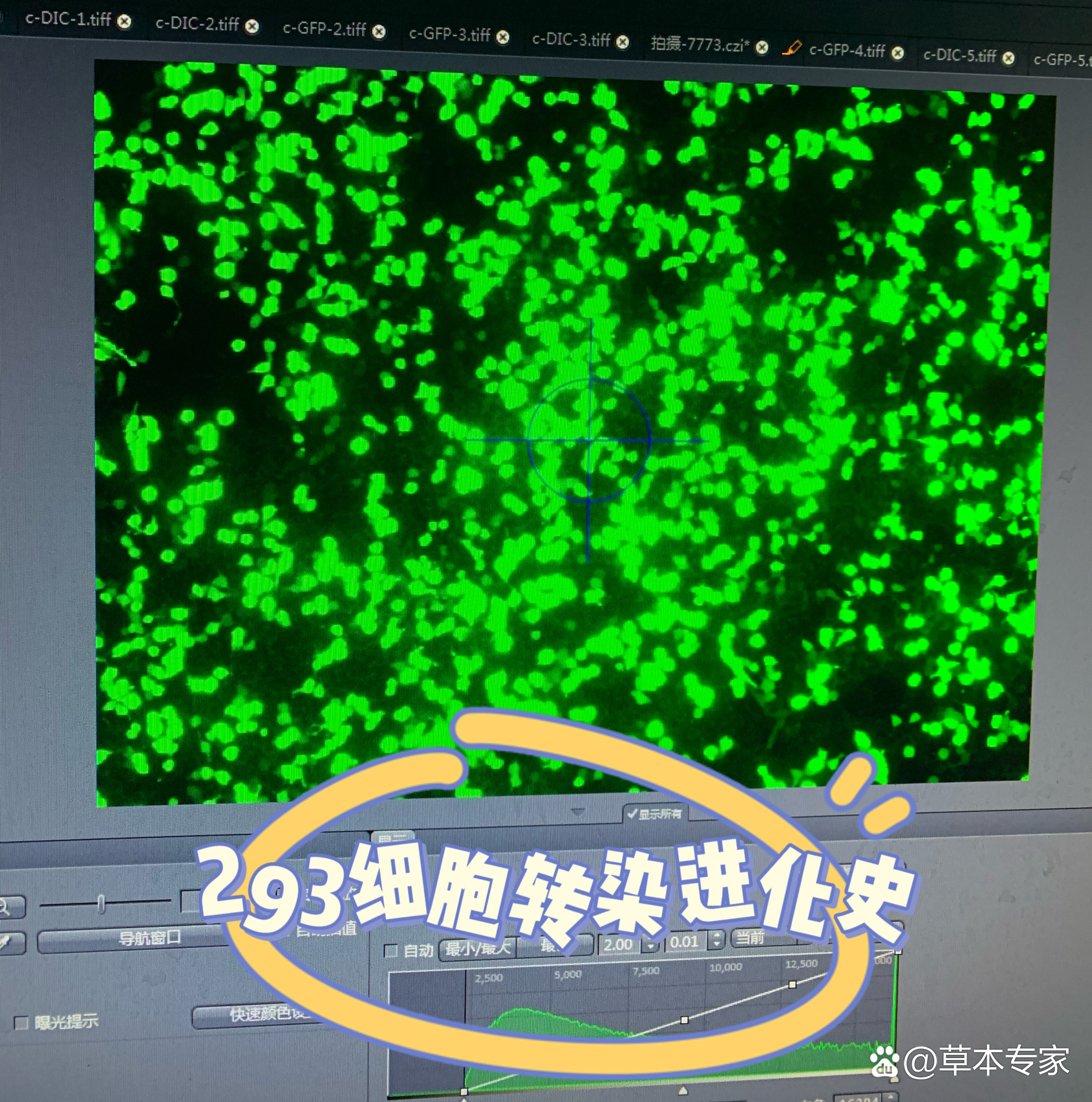 质粒dna-293t细胞转染