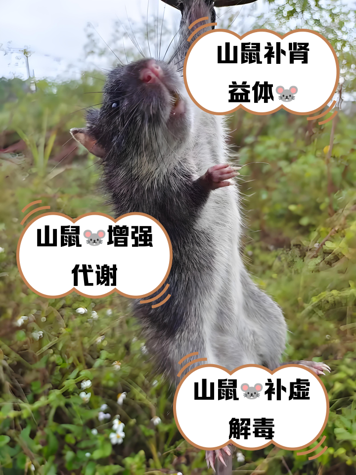山鼠的营养价值与功效