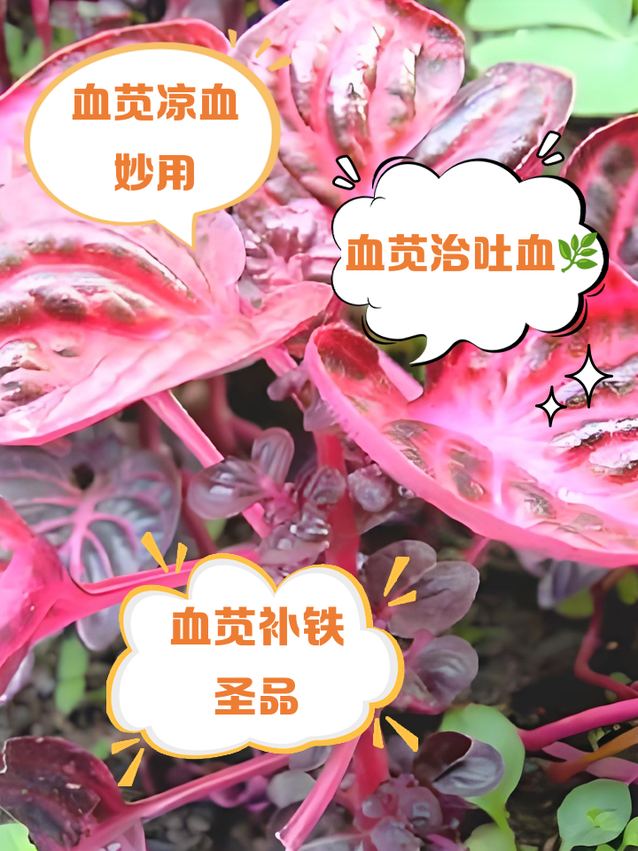 血苋煮水喝的功效
