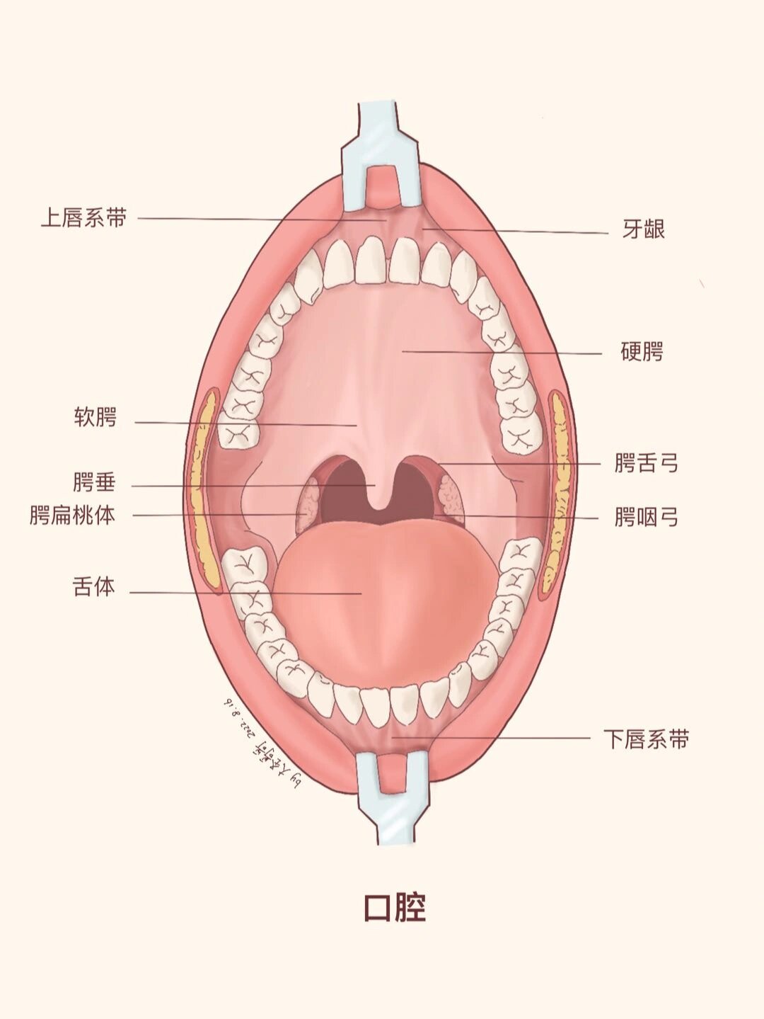 【解剖学教材重绘33】这个牙龈有点上火