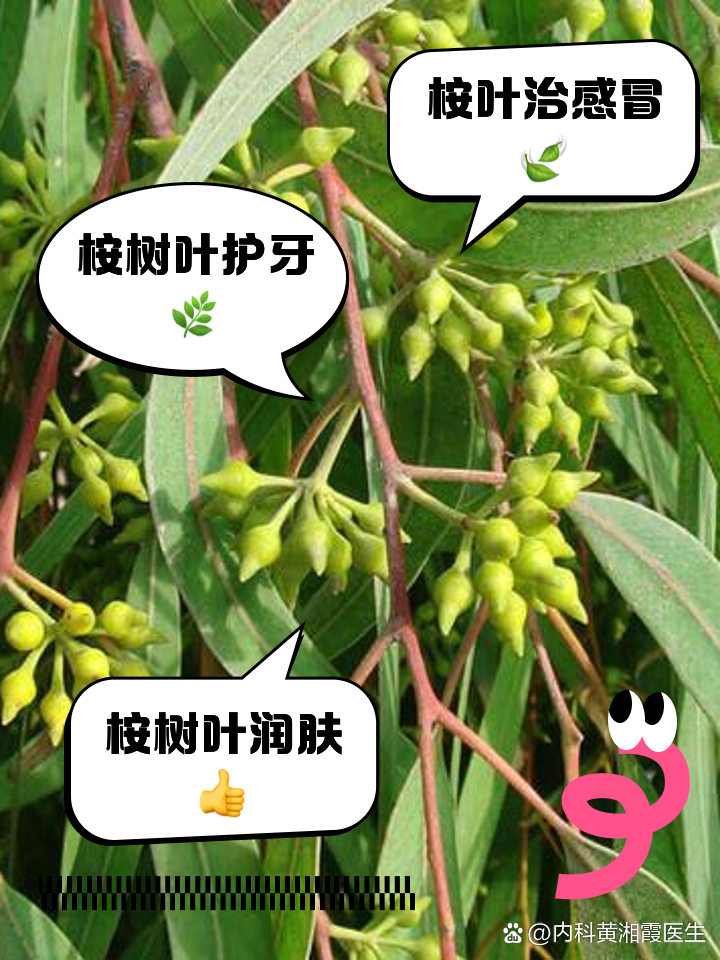桉树叶的功效与作用