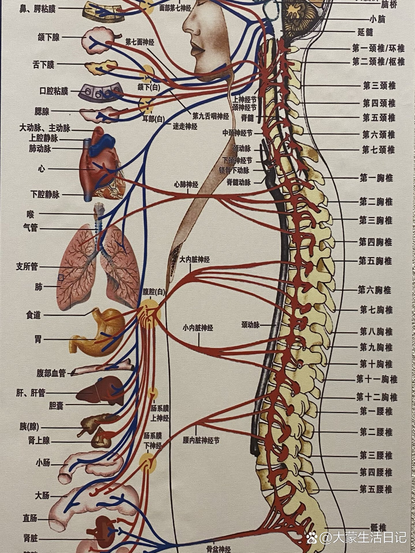 人体脊椎结构图名称图片