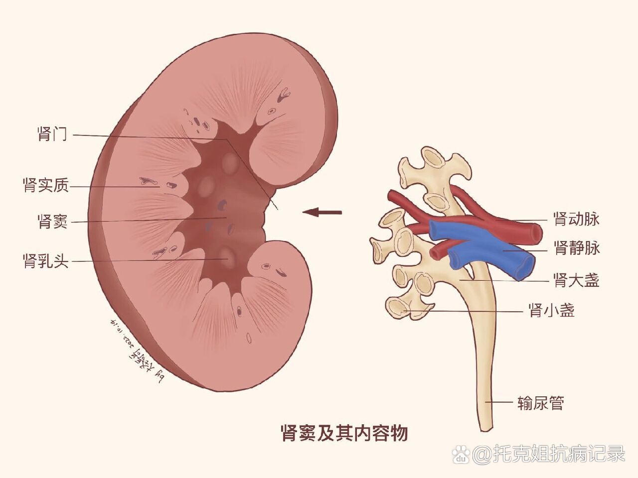 肾窦的结构图片