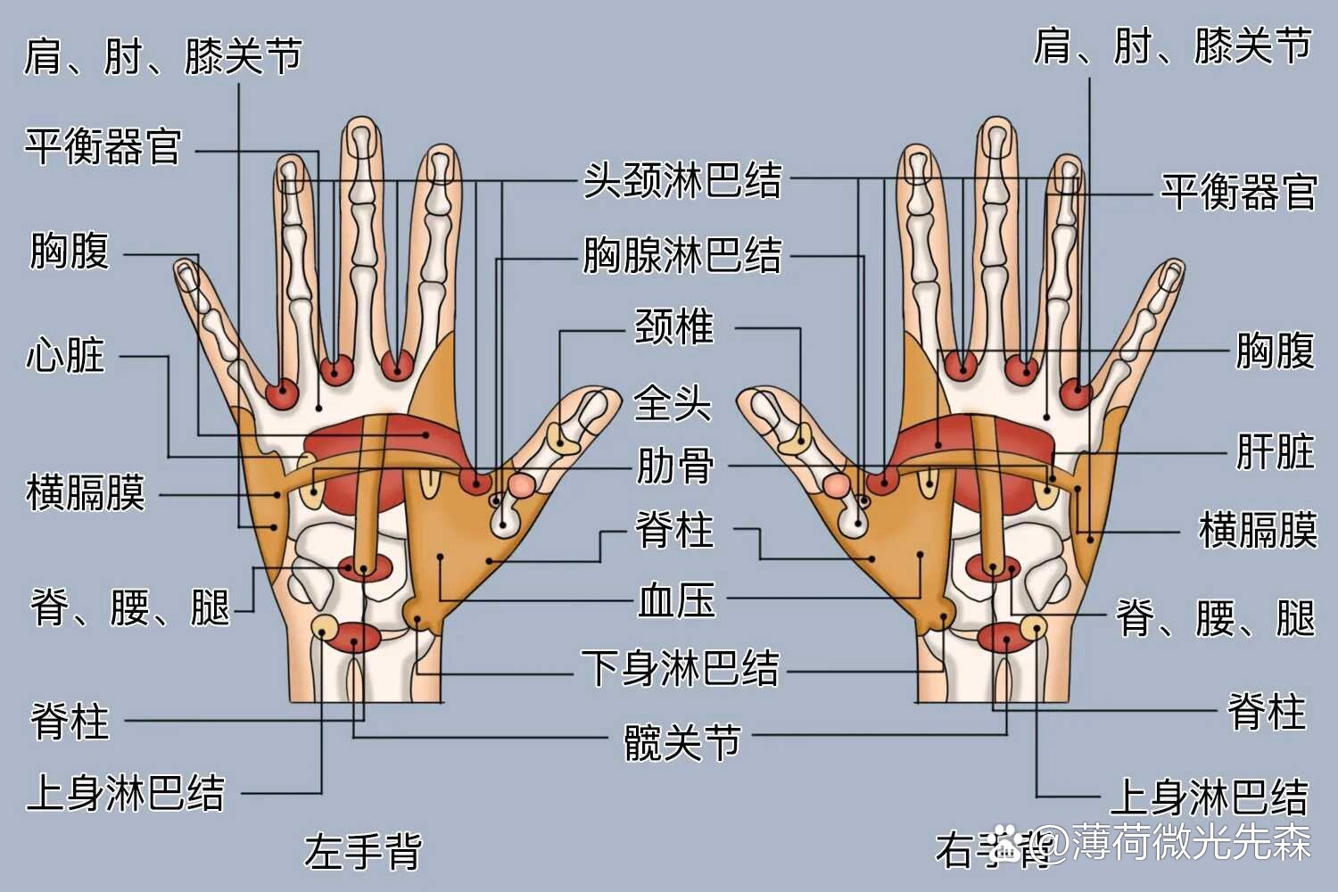 甲状腺手部反射区图片