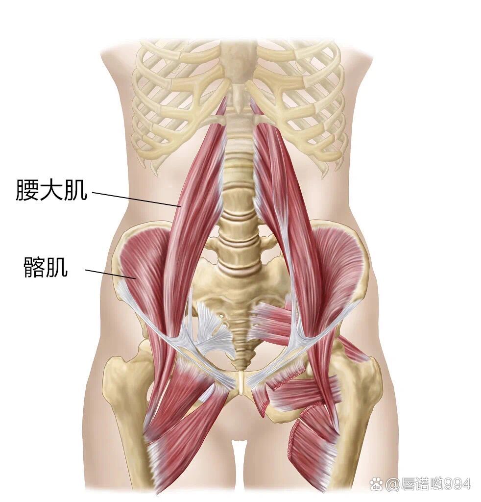 髂腰肌的起止点解剖图图片