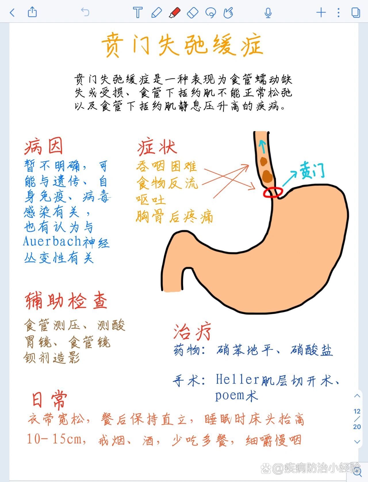 胃贲门在哪个位置图片