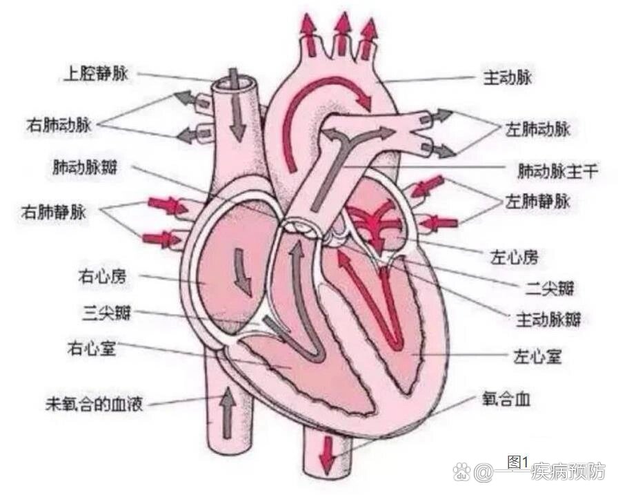  p>#梨形心,靴形心,烧瓶心总结 br>92正常的心脏形状及内部结构(图1
