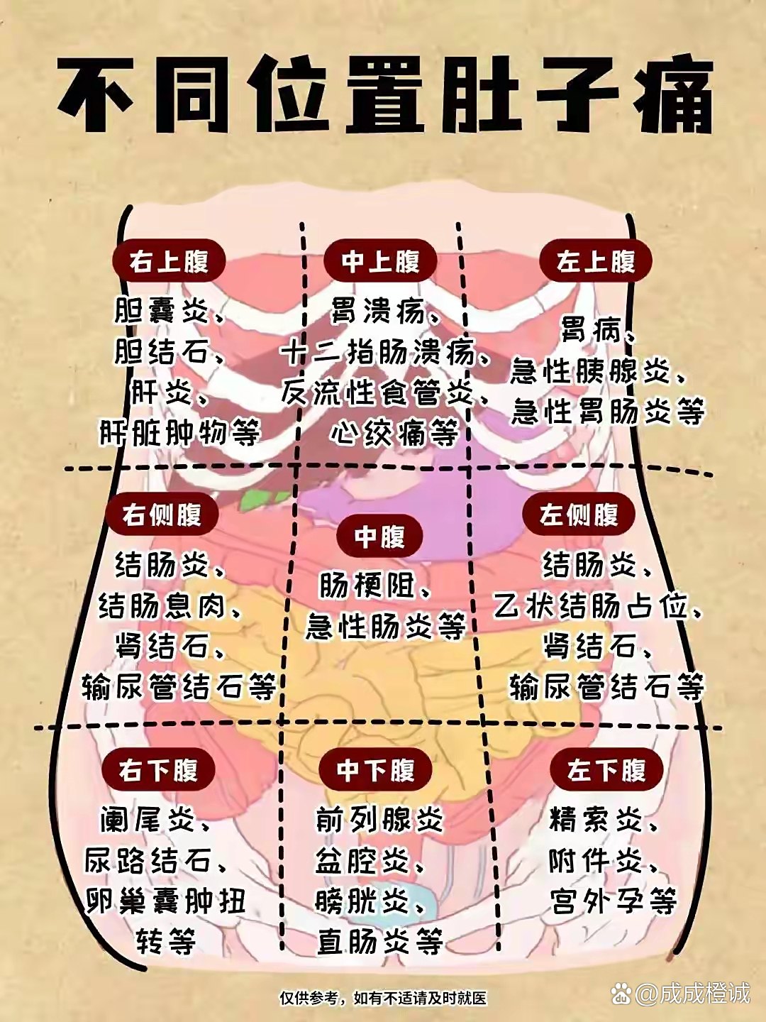 腹部九分区全解：脏器