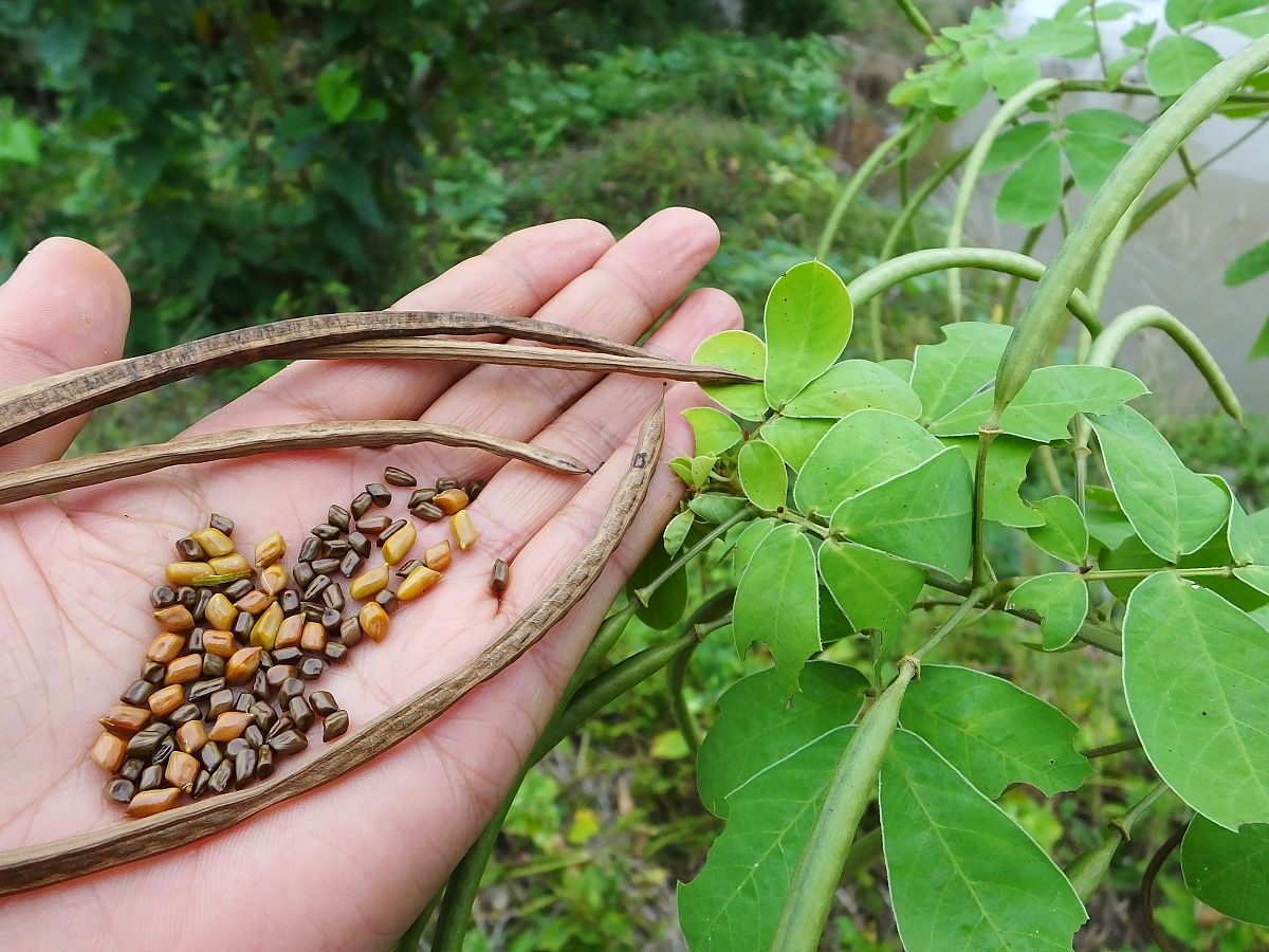决明子,又称羊蹄,槐角,苦槐仁等,是常见的一种中草药,具有较高的药用