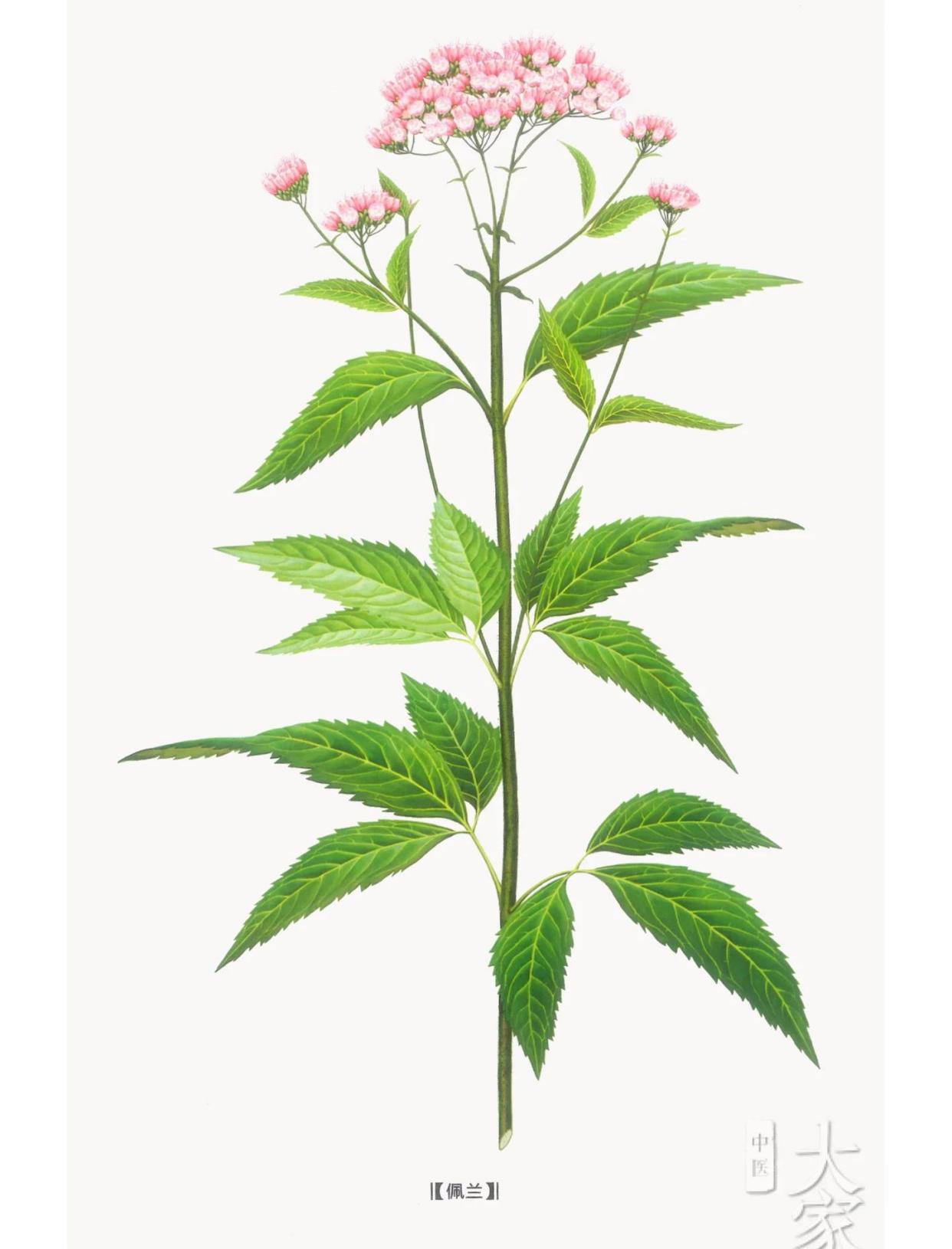🌿每日中药小课堂：佩兰的奇妙功效🌿