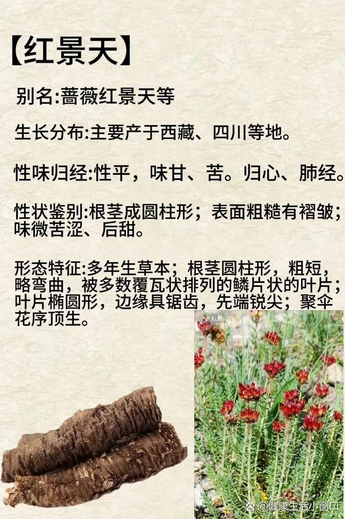 每天认识一味中草药【红景天】
