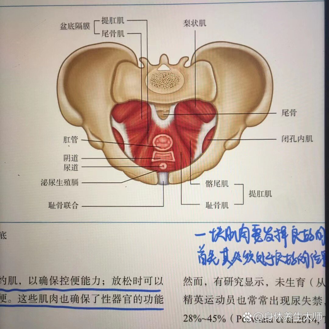 骨盆底的功能解剖