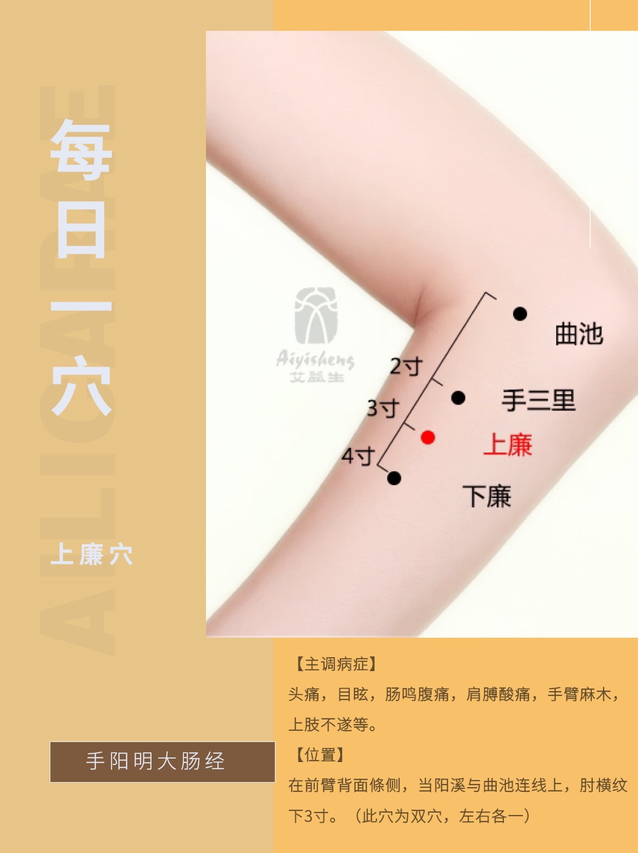 br在前臂背面條侧当阳溪与曲池连线上肘横纹下3寸